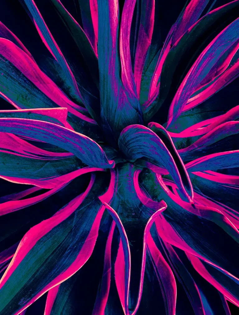 neon agave plant