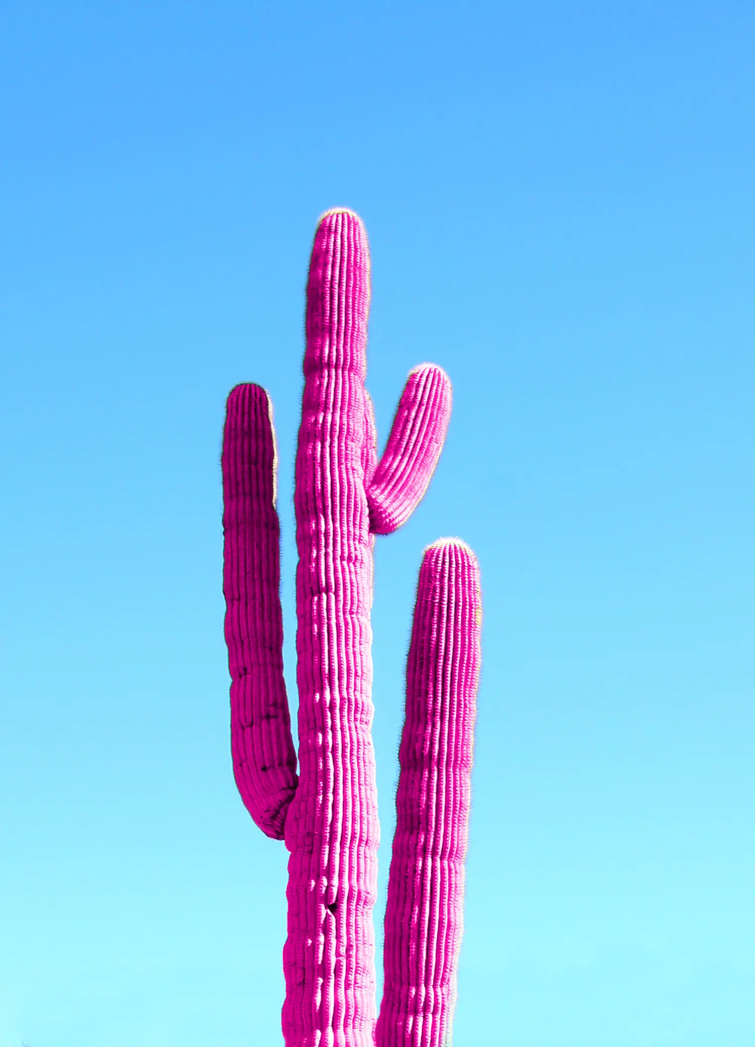 decorative image of a pink cactus