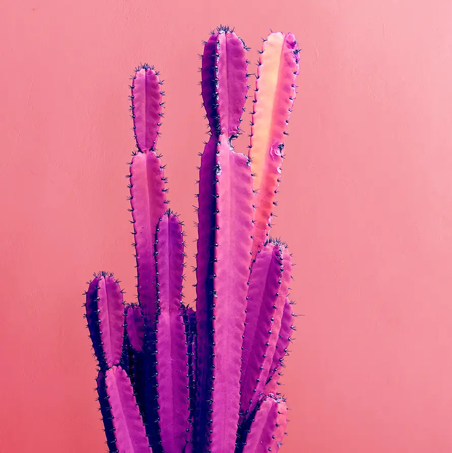 decorative cactus
