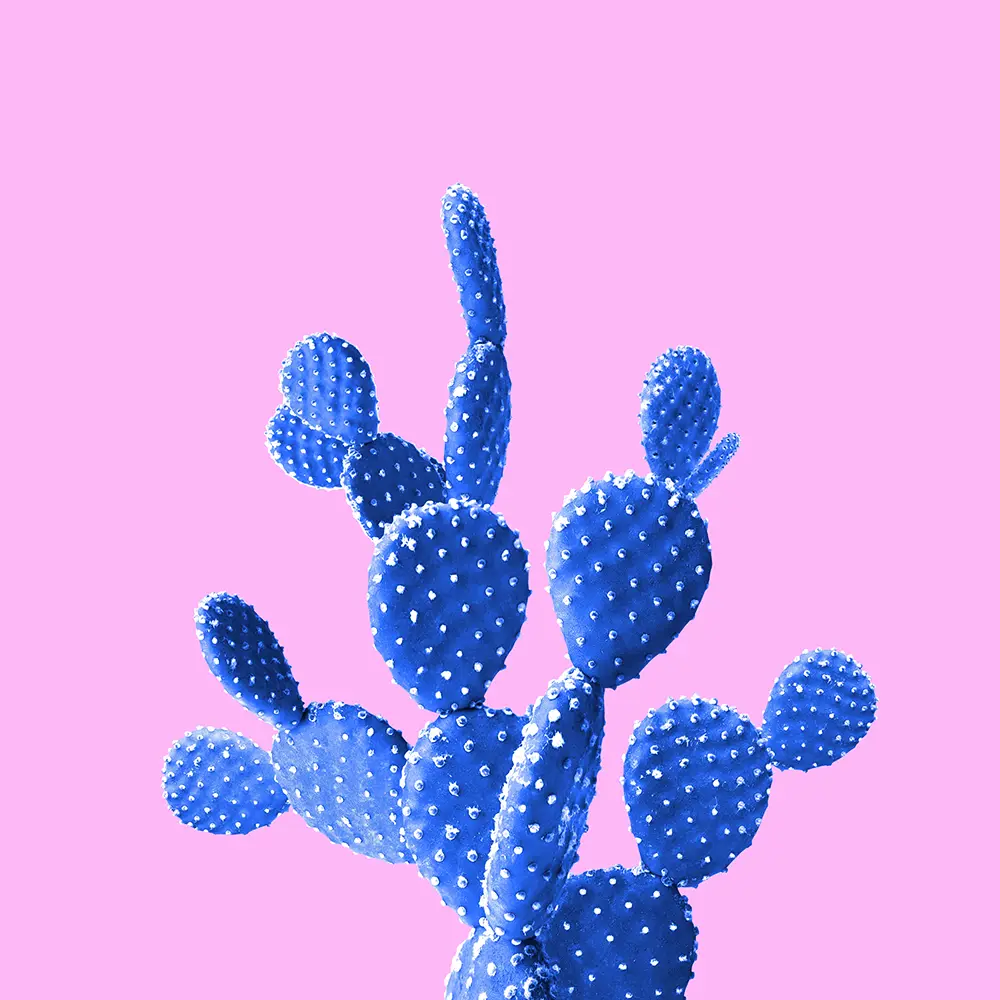 decorative image of a cactus