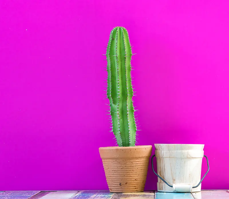shutterstock 1120389116